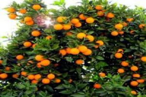 Mandalin-Portakal-Limon